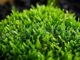 Attēlu rezultāti vaicājumam “Hypnum”