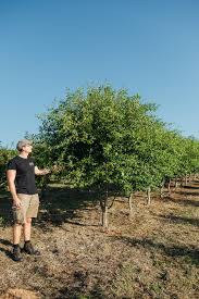 Attēlu rezultāti vaicājumam “Crataegus laevigata”