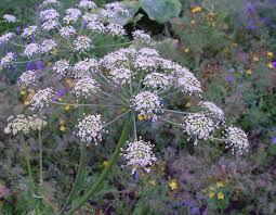 Image result for Heracleum sphondylium