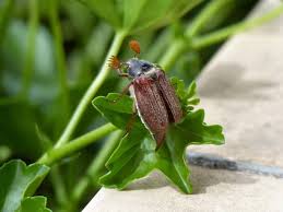 Attēlu rezultāti vaicājumam “Melolontha melolontha imago”