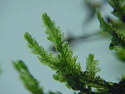 Attēlu rezultāti vaicājumam “Neckera crispa”