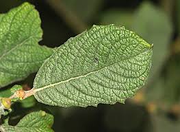 Attēlu rezultāti vaicājumam “Salix aurita flower”