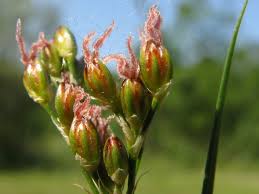 Attēlu rezultāti vaicājumam “Juncus compressus”