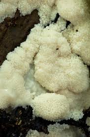 Attēlu rezultāti vaicājumam “Brefeldia maxima”