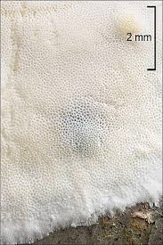 Attēlu rezultāti vaicājumam “Skeletocutis stellae”