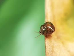 Attēlu rezultāti vaicājumam “Cribraria cancellata macro”