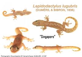 Attēlu rezultāti vaicājumam “Liocola lugubris”