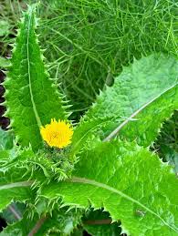 Attēlu rezultāti vaicājumam “Sonchus asper leaf”