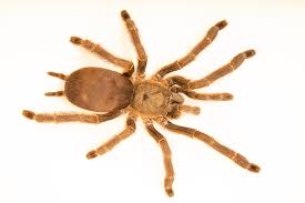 Attēlu rezultāti vaicājumam “Polypogon tentacularius”