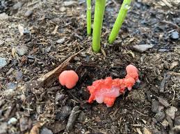 Attēlu rezultāti vaicājumam “Lycogala conicum spores”