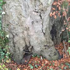 Attēlu rezultāti vaicājumam “Kretzschmaria deusta”