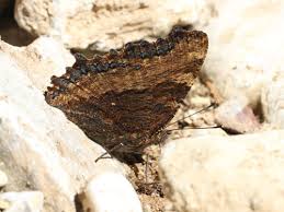 Attēlu rezultāti vaicājumam “Nymphalis polychloros upperside”