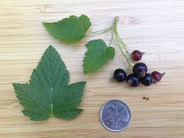 Attēlu rezultāti vaicājumam “Ribes nigrum fruit”