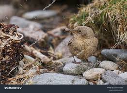 Attēlu rezultāti vaicājumam “Troglodytes troglodytes nest”