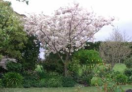 Attēlu rezultāti vaicājumam “Prunus (sakura)”