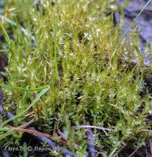 Attēlu rezultāti vaicājumam “Calliergon cordifolium”