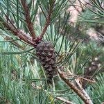 Attēlu rezultāti vaicājumam “Pinus sylvestris fruit”