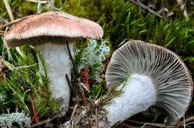 Attēlu rezultāti vaicājumam “Gomphidius roseus”