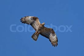 Attēlu rezultāti vaicājumam “Pernis apivorus”