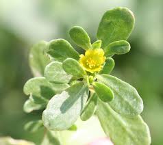 Attēlu rezultāti vaicājumam “Portulaca oleracea”