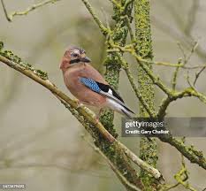 Attēlu rezultāti vaicājumam “Garrulus glandarius”