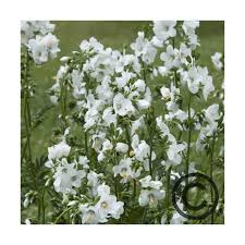 Image result for Polemonium coeruleum album