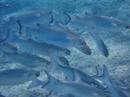 Image result for Mugil curema