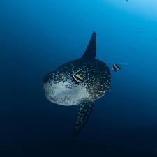 Image result for Mola alexandrini