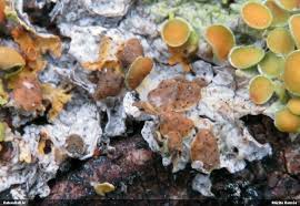 Attēlu rezultāti vaicājumam “Lichenoconium xanthoriae”