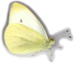 Attēlu rezultāti vaicājumam “Pieris rapae male”