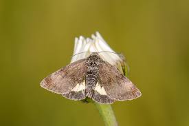 Attēlu rezultāti vaicājumam “Panemeria tenebrata”