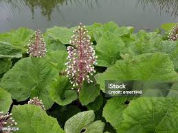 Image result for Petasites officinalis