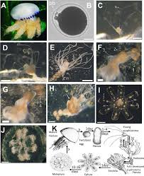 Attēlu rezultāti vaicājumam “Scyphozoa”