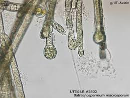 Attēlu rezultāti vaicājumam “Batrachospermum moniliforme”