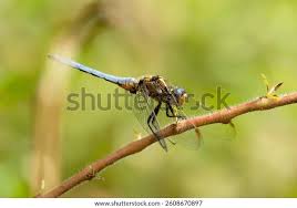 Attēlu rezultāti vaicājumam “Orthetrum brunneum”