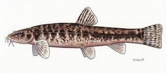 Attēlu rezultāti vaicājumam “Barbatula barbatula”