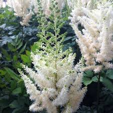 Attēlu rezultāti vaicājumam “Astilbe chinensis bud”