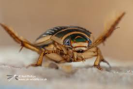 Attēlu rezultāti vaicājumam “Dytiscus marginalis”