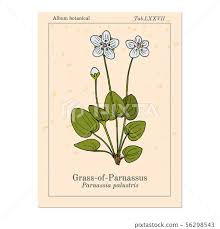 Attēlu rezultāti vaicājumam “Parnassia palustris leaf”