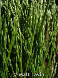 Attēlu rezultāti vaicājumam “Poa palustris leaf”