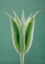 Attēlu rezultāti vaicājumam “Aquilegia vulgaris bud”