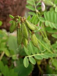 Attēlu rezultāti vaicājumam “Astragalus arenarius fruit”