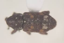 Attēlu rezultāti vaicājumam “Pissodes piniphilus”