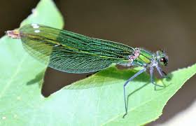 Attēlu rezultāti vaicājumam “Calopteryx splendens”