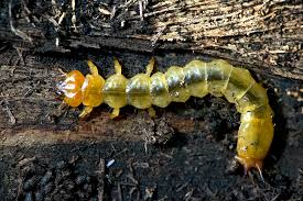 Attēlu rezultāti vaicājumam “Pyrochroidae larva”