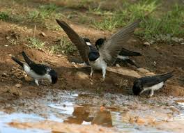 Attēlu rezultāti vaicājumam “Delichon urbicum adult”