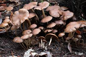 Attēlu rezultāti vaicājumam “Psathyrella pygmaea”