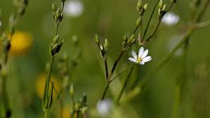 Attēlu rezultāti vaicājumam “Stellaria palustris”