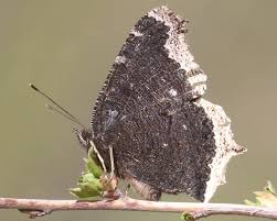 Attēlu rezultāti vaicājumam “Nymphalis antiopa underside”