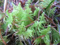 Attēlu rezultāti vaicājumam “Ptilium crista-castrensis”